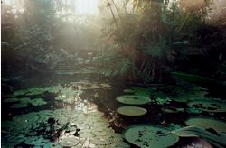 Kew Garden - In den Treibhäusern